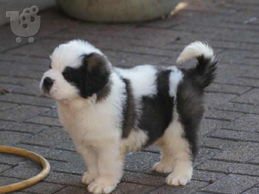 Διαθέσιμα κουτάβια Saint Bernard