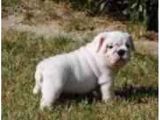 English Bulldog ΑΓΓΛΙΚΑ ΜΠΟΥΛΤΟΝΓΚ — Νέα Φιλαδέλφεια 