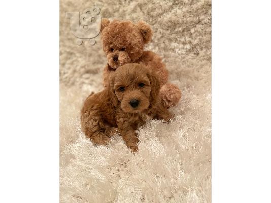 Αναισθητοποίηση κουτάβια Cavachon. ΕΤΟΙΜΟΣ ΤΩΡΑ