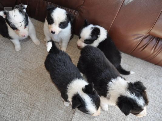 Κουτάβια Border Collie