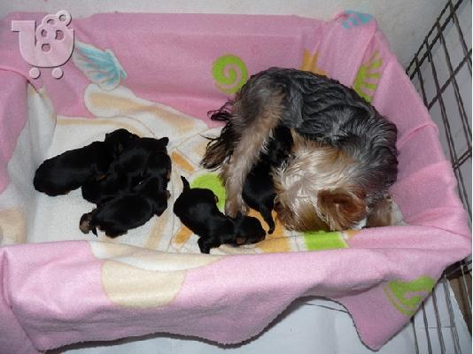 yorkie κουτάβια Ιταλικός Μπράκο