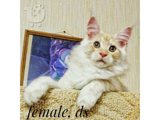 Γατάκια Maine Coon