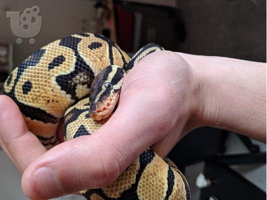 Ball Python with everything included / βασιλικός πύθωνας με όλα