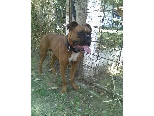 Ζητηται καθαροαιμο boxer θυληκο για ζευγαρωμα