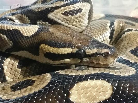Πύθωνας (ball python)