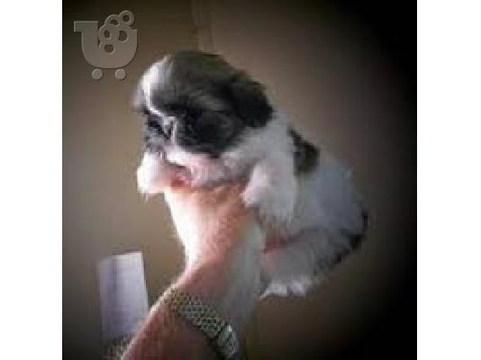 PoulaTo: shih tzu