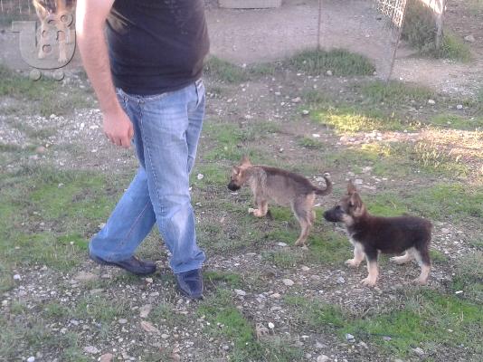 ΠΩΛΟΥΝΤΑΙ ΓΕΡΜΑΝΙΚΑ ΠΟΙΜΕΝΙΚΑ