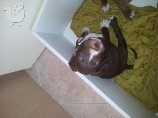 PoulaTo: Pit bull