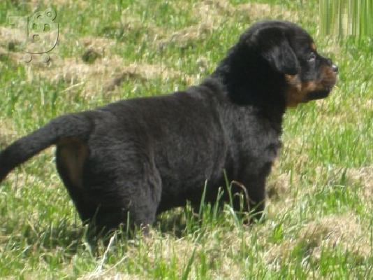 PoulaTo: 2 Όμορφη Rottweiler Bitch Puppys να Loving Αρχική