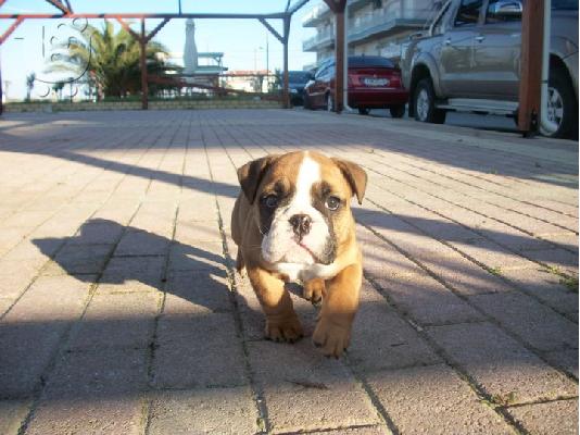 πωλονται bulldog
