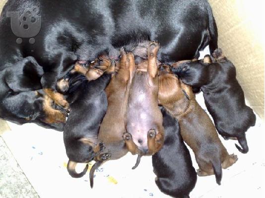 PoulaTo: Basset Teckel Dachshund