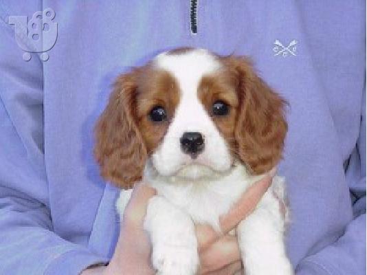King of Cavaliers Charles κουτάβια.