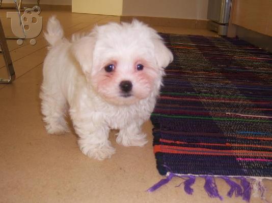 maltese mini