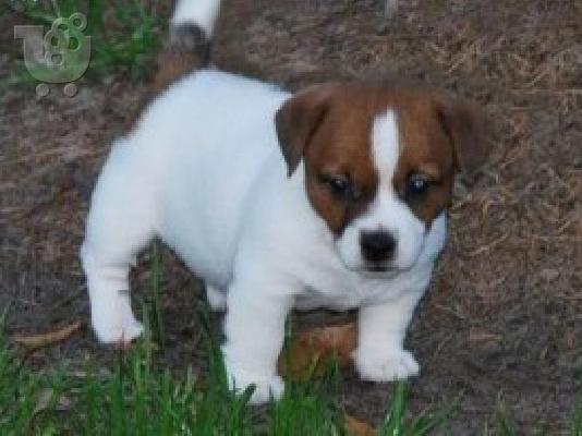 PoulaTo: Πολύ παιχνιδιάρικα κουτάβια Jack Russell Terrier προς πώληση