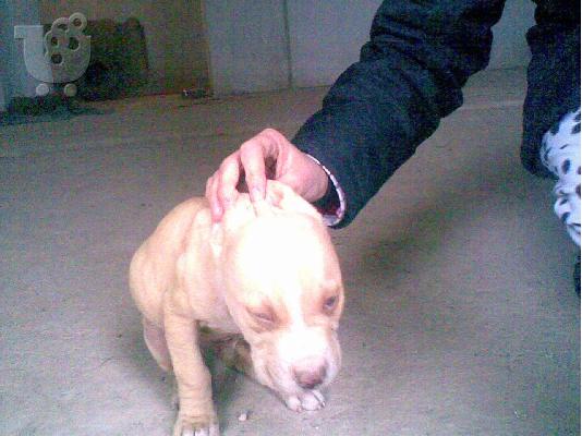 PIT BULL κουταβακι  RED NOSE Πίτμπουλ