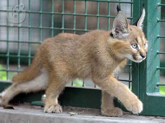 PoulaTo: Caracal, τσιτάχ cubs και Savannah γατάκια προς πώληση