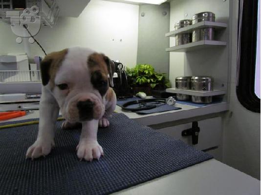 English bulldog