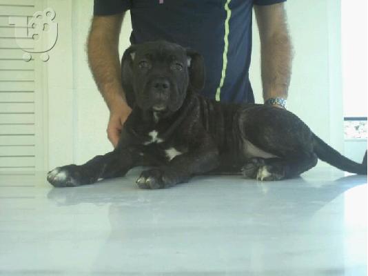 CANE CORSO