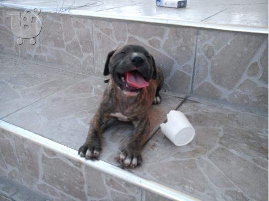 pitbull