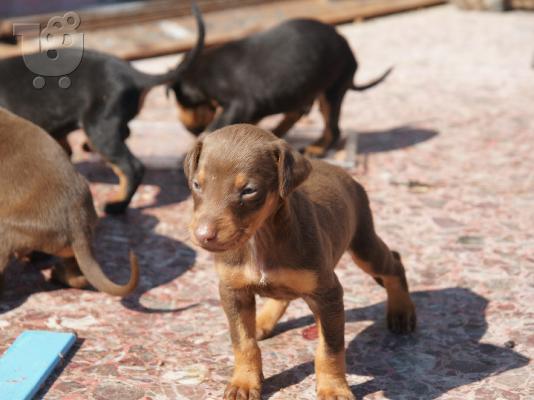 Doberman Ντοπερμαν Ντόμπερμαν