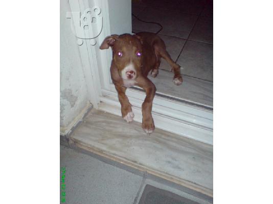 Pit Bull καθαρόαιμo
