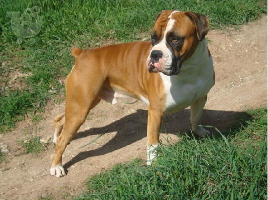 boxer