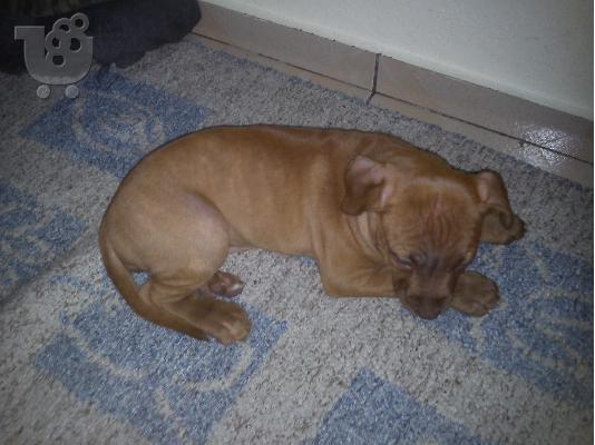 pitbull