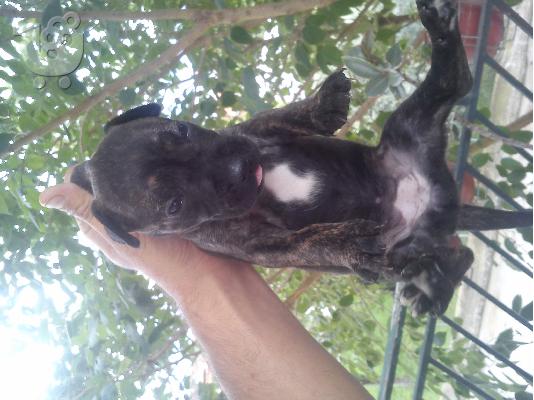 PoulaTo: pit bull me dogo argentino