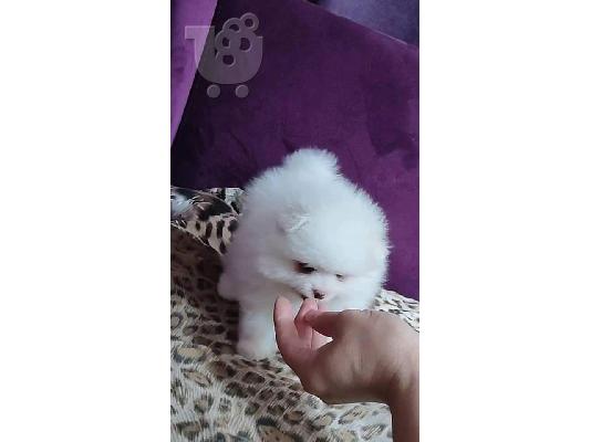 PoulaTo: Εκπαιδευμένα κουτάβια Pomeranian