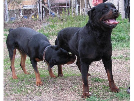 PoulaTo: Rottweiler