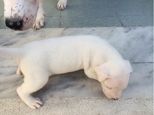 dogo argentino