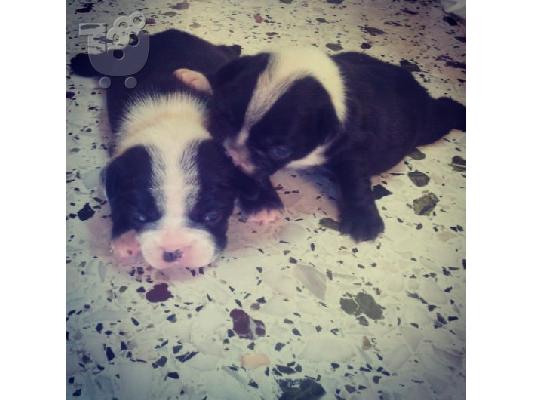 PoulaTo: ΓΑΛΛΙΚΑ ΜΠΟΥΛΝΤΟΓΚ - FRENCH BULLDOG