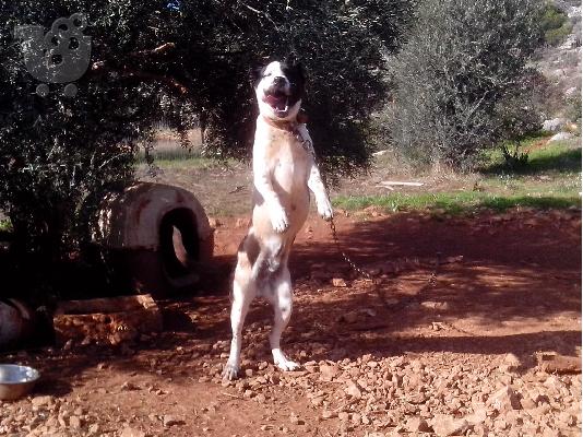 PoulaTo: ΜΠΑΝΤΟΚ