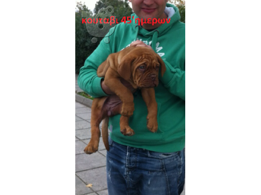 PoulaTo: DOGUE DE BORDEAUX -ΓΑΛΛΙΚΟ MASTIF