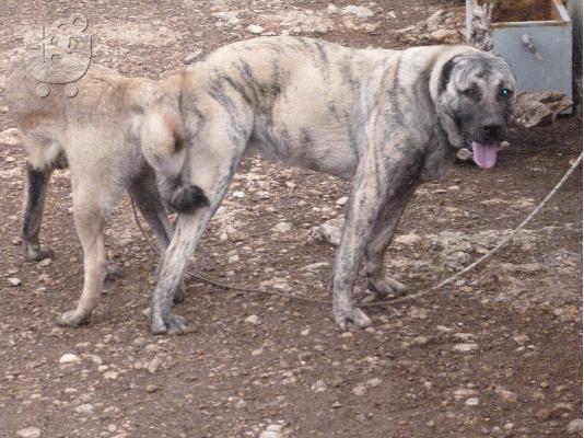 PoulaTo: Kangal