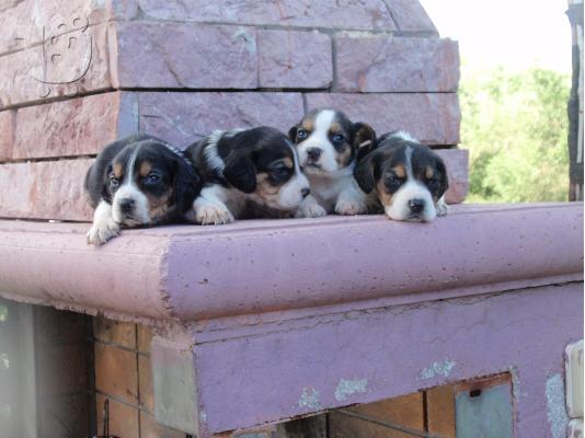 beagle κυνοτροφειο ολυμπια