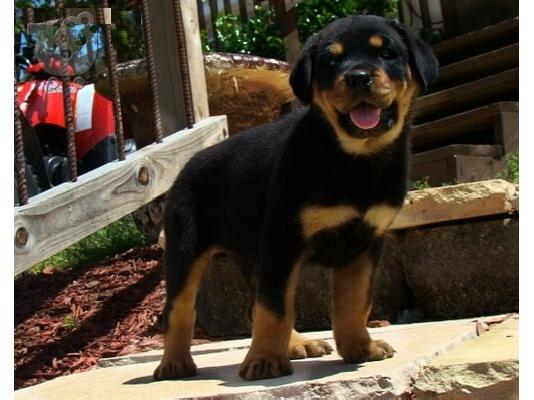 PoulaTo: Αντρικά εκπαιδευμένα κουτάβια Rottweiler