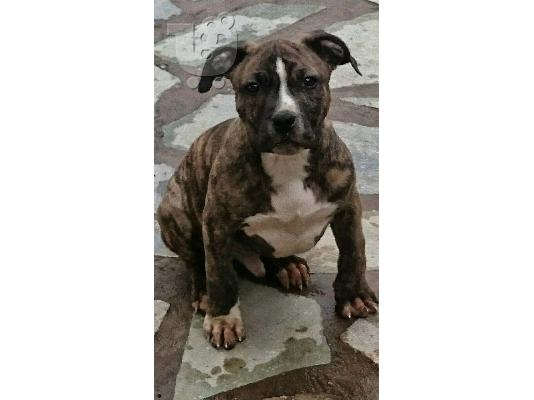 KOUTAVIA PITBULL