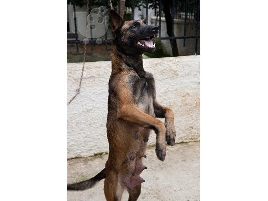 ΜΑΛΙΝΟΥΑ (καθαρόαιμα)