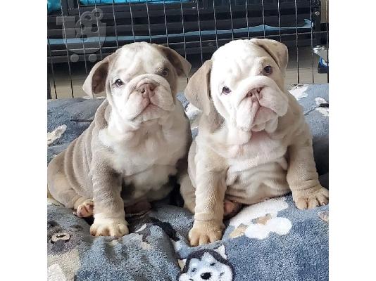 PoulaTo: Male & Female Bulldog Puppies For Sale