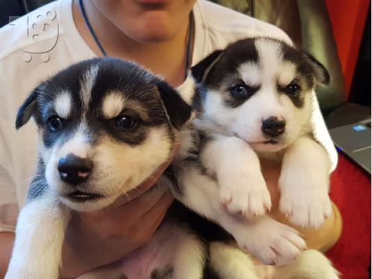 Husky puppies for adoption.