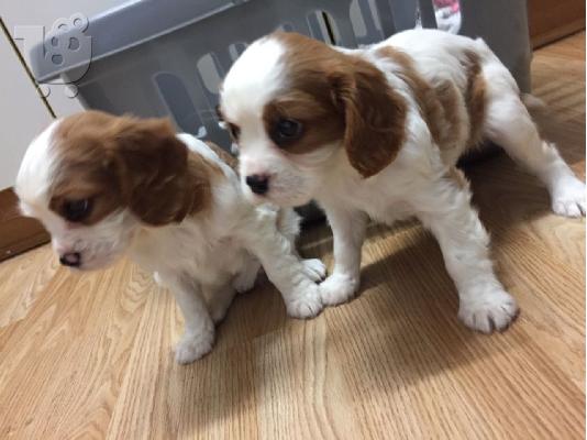PoulaTo: Κουτάβια Cavalier King Charles Spaniel