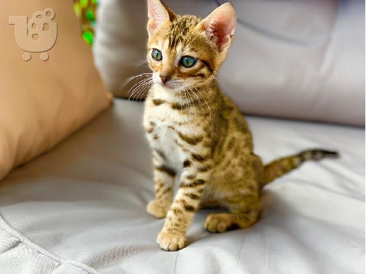PoulaTo: X μαζικά γατάκια Savannah