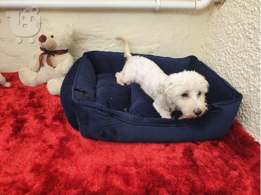 Χριστούγεννα και Πρωτοχρονιά Bichon Maltese For Rehoming