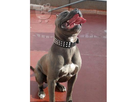 PoulaTo: pitbull blue nose xxl
