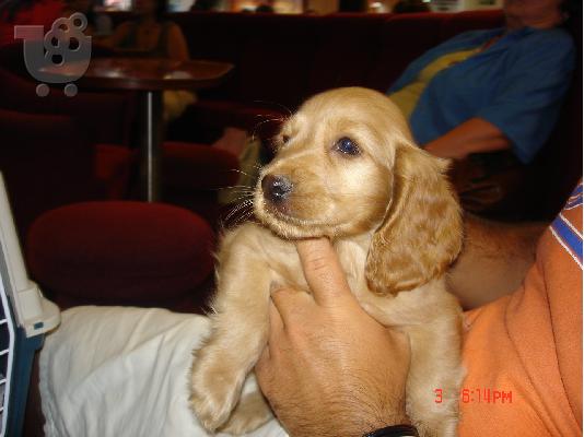 PoulaTo: KOΚΕR SPANIEL