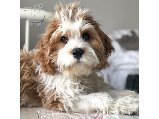 όμορφο cavapoo έτοιμο