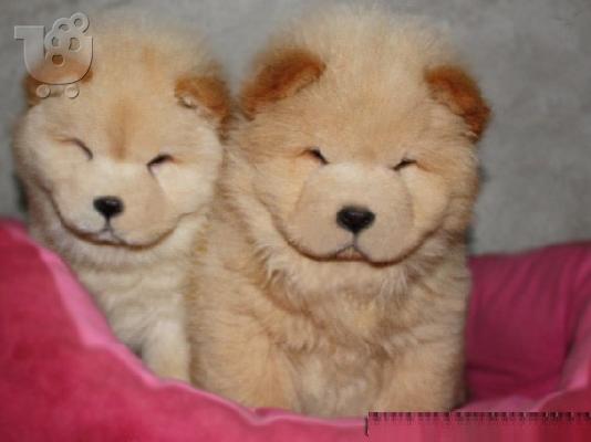 PoulaTo: CHOW CHOW