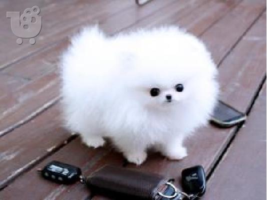 PoulaTo: Pomeranian
