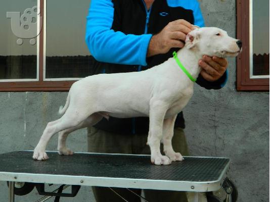 PoulaTo: DOGO ARGENTINO